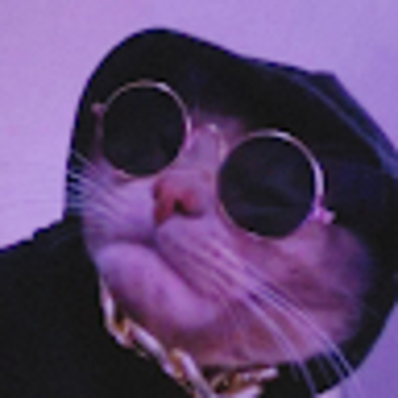 Meet your Posher, Gracie - Picture 1 of 1